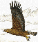águila (ampliar)