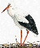 cigüeña blanca (ampliar)