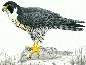 halcón (ampliar)