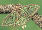 mariposa isabelina (ampliar)