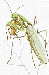 mantis religosa (ampliar)