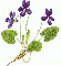 violetas (ampliar)