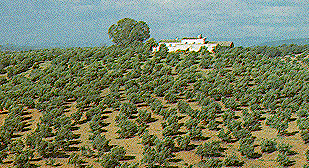 Un olivar español